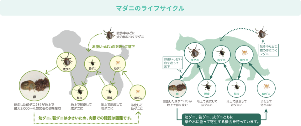 マダニのライフサイクル