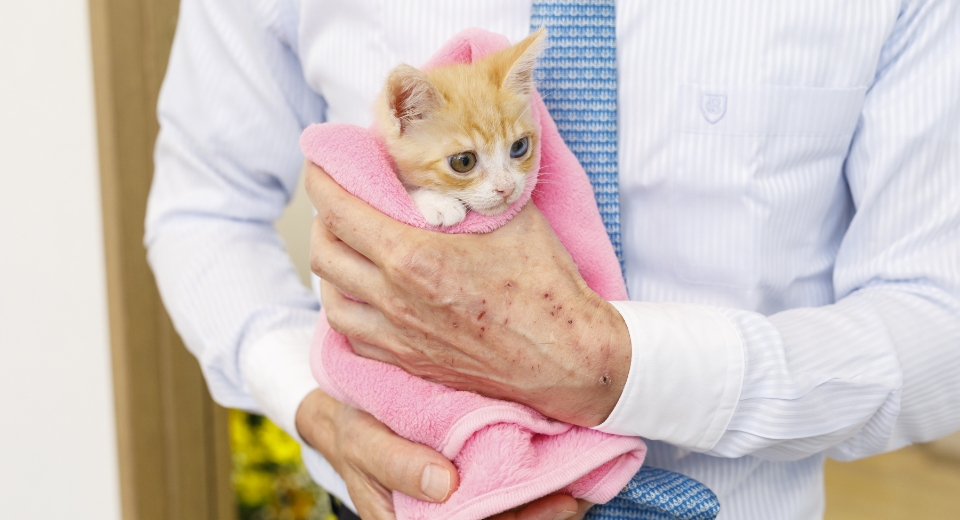 たちかわ動物病院で保護中のオッドアイの子猫「すんすん」ちゃん