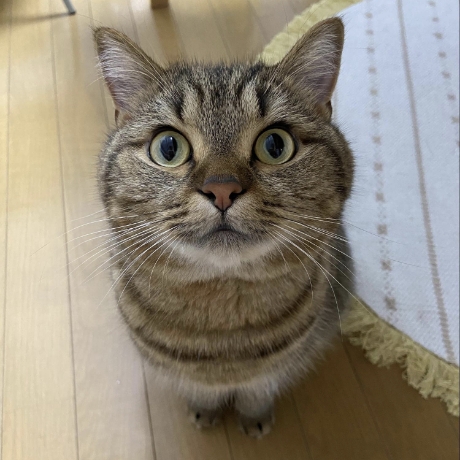 大好きな猫用カニカマをまっすぐな目で待つマンチカンのどんぐりちゃん