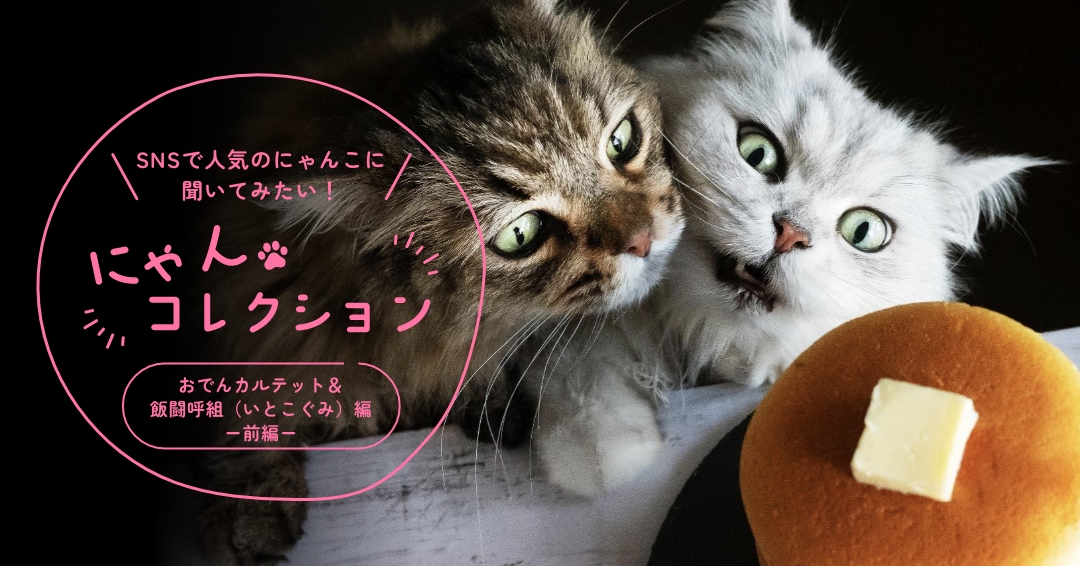 おでんカルテット＆飯闘呼組（いとこぐみ）編＞「猫同士の箱争いや、父